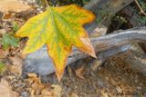 Sycamore Leaf at Caspers Wilderness Park