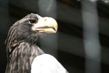 Stellars Sea Eagle 