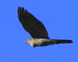 Havik - Northern Goshawk