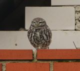 Steenuil - Little Owl