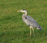 Blauwe Reiger - Grey Heron