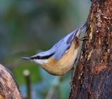 Boomklever - Eurasian Nuthatch