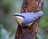 Boomklever - Eurasian Nuthatch