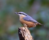 Boomklever - Eurasian Nuthatch