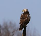 Buizerd - Common Buzzard
