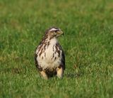 Buizerd - Common Buzzard