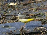 Grote Gele Kwikstaart - Grey Wagtail