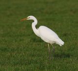 Grote Zilverreiger - Great Egret