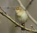 Tjiftjaf - Northern Chiffchaff