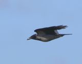 Bonte Kraai - Hooded Crow