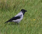 Bonte Kraai - Hooded Crow