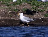 Geelpootmeeuw - Mediterranean Yellow-legged Gull
