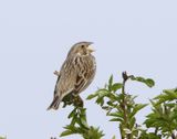 Grauwe Gors - Corn Bunting