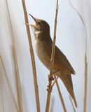 Snor - Savis Warbler