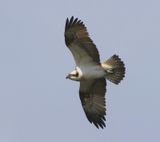 Visarend - Osprey