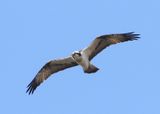 Visarend - Osprey