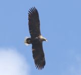 Zeearend - White-tailed Eagle