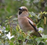 Appelvink - Hawfinch