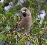 Appelvink - Hawfinch