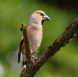 Appelvink - Hawfinch