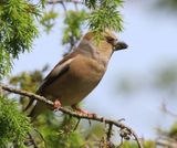 Appelvink - Hawfinch