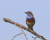 Blauwborst - Bluethroat