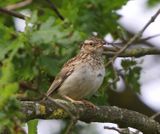 Boomleeuwerik - Wood Lark