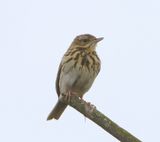 Boompieper - Tree Pipit