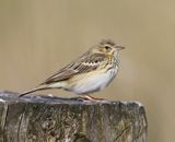 Boompieper - Tree Pipit