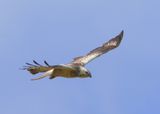 Buizerd - Common Buzzard