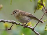 Fitis - Willow Warbler