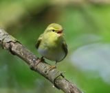 Fluiter - Wood Warbler