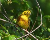 Geelgors - Yellowhammer