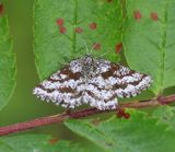 Gewone Heispanner - Common Heath