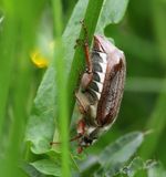 Gewone Meikever - Common Cockchafer