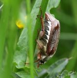 Gewone Meikever - Common Cockchafer