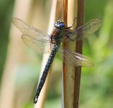 Glassnijder - Hairy Dragonfly