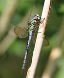 Glassnijder - Hairy Dragonfly