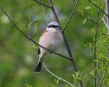 Grauwe Klauwier - Red-backed Shrike