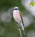 Grauwe Klauwier - Red-backed Shrike
