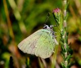 Groentje - Green Hairstreak