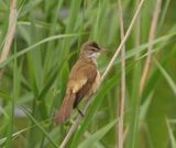Grote Karekiet - Great Reed Warblerg