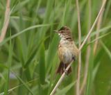 Grote Karekiet - Great Reed Warbler