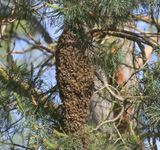 Honingbijen - Honey Bees