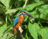 IJsvogel - Common Kingfisher