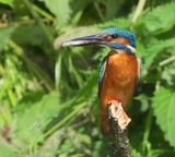 IJsvogel - Common Kingfisher