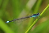 Lantaarntje - Blue-tailed Damselfly