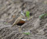 Morinelplevier - Eurasian Dotterel