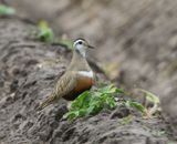 Morinelplevier - Eurasian Dotterel