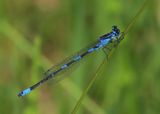 Variabele Waterjuffer - Variable Bluet